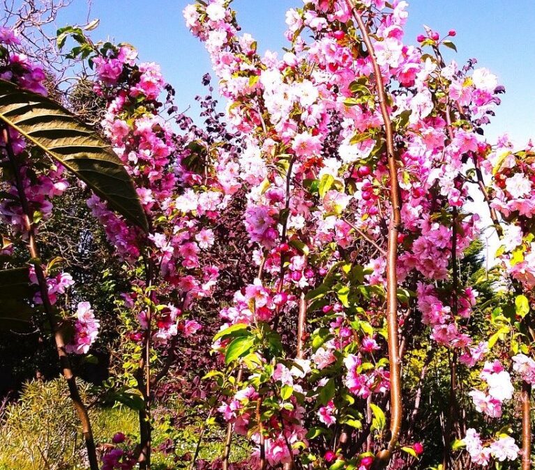 Laissons le souffle Reiki entrer en nous juste pour aujourd&rsquo;hui